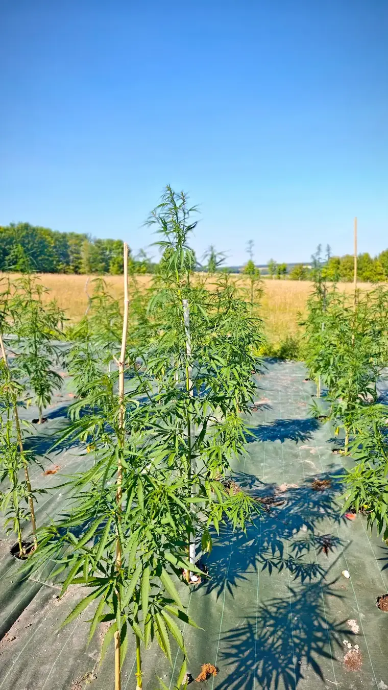 Champ de chanvre CBD en plein champ à Touraine, rangs de plants