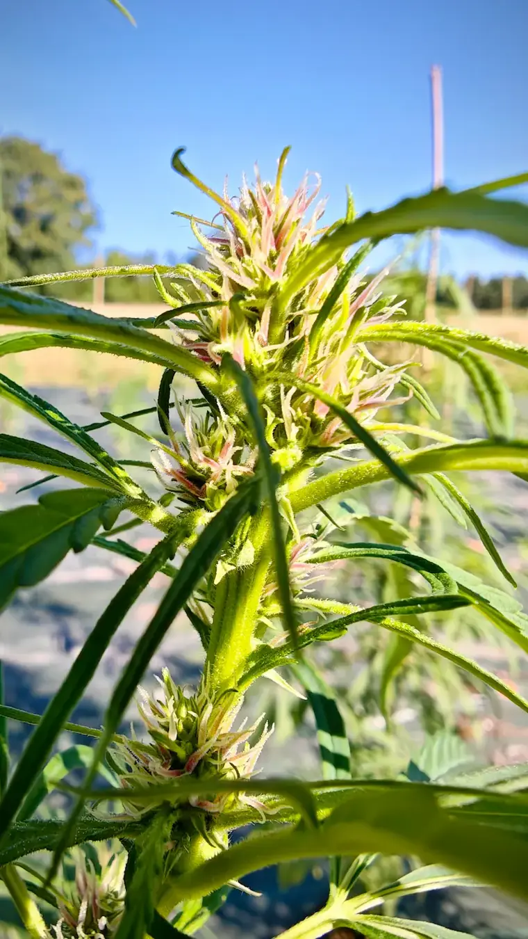 Début de floraison du Canon Pantagruélion sous le soleil de Touraine, juillet 2026