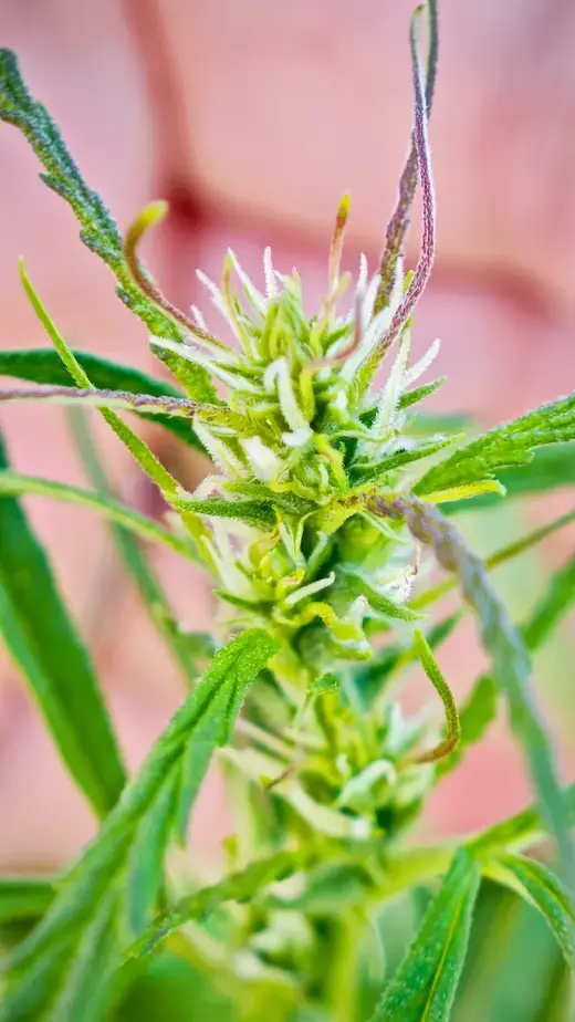 Jeune fleur de CBD du Canon Pantagruélion en développement, trichomes naissants