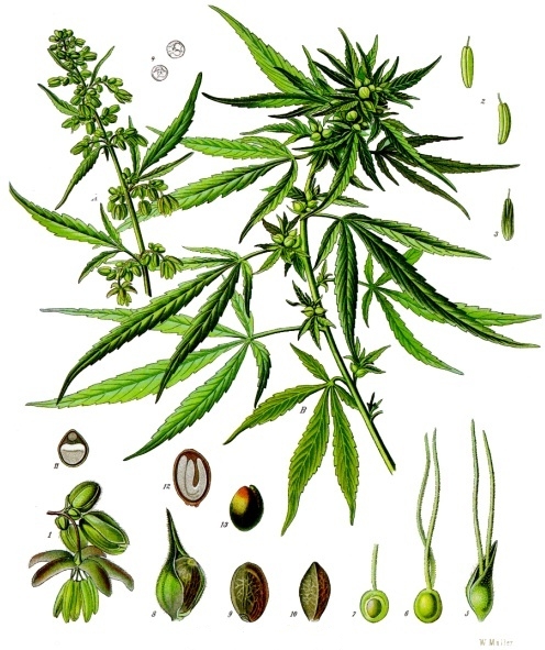 Planche botanique du Cannabis sativa — chromolithographie de l'atlas Köhler's Medizinal-Pflanzen, 1887, domaine public